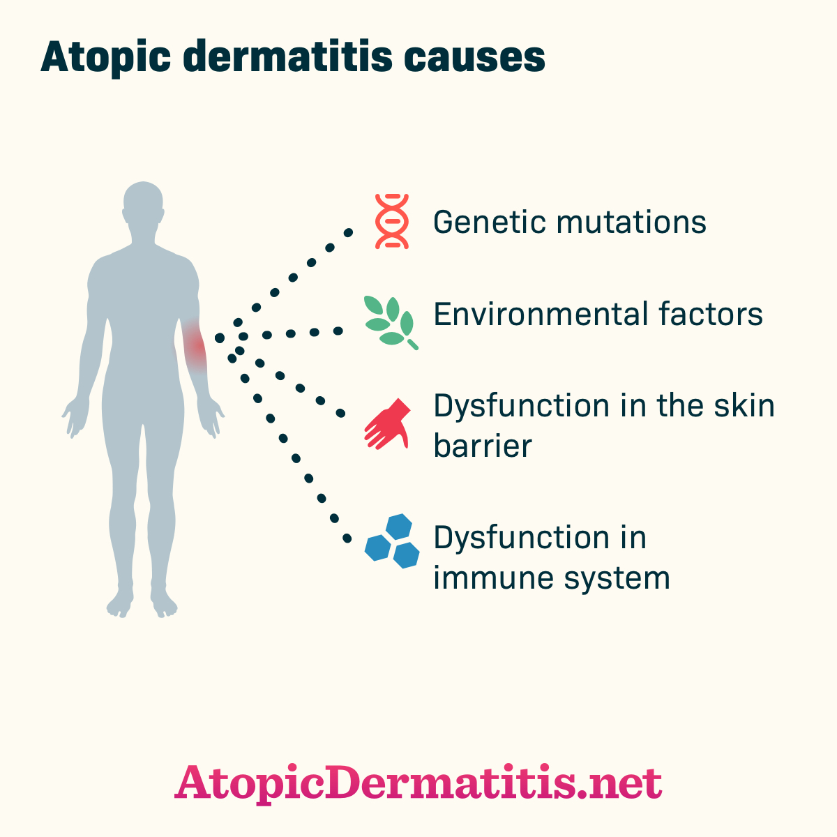 Pathophysiology Of Atopic Dermatitis