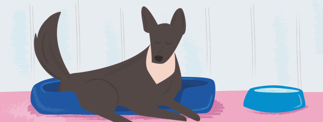 What We Can Learn about Atopic Dermatitis from Dogs