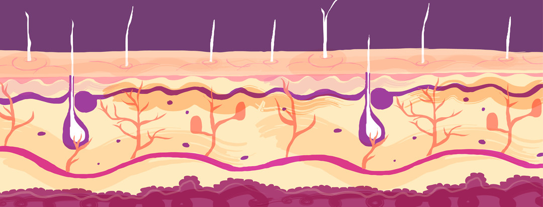 Stylized interpretation of a scientific diagram of the skin layers and segments.