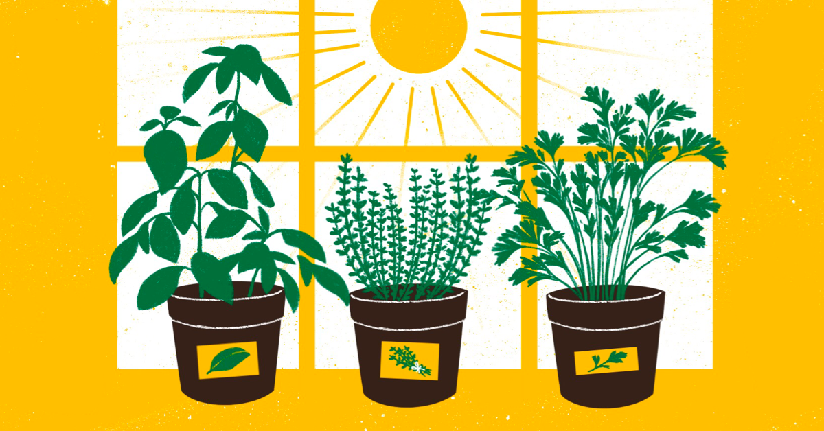 How Do Herbs Work Understanding Herbs for Eczema