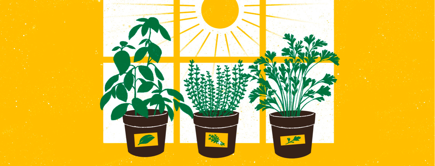 Three pots with growing herbs lined up against a window with the sun brilliantly shining.
